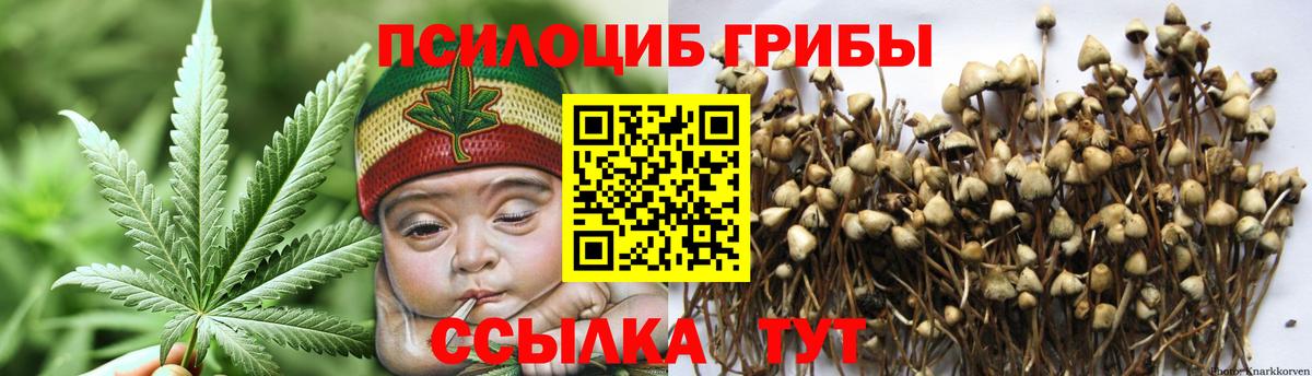 Оренбург  Псилоцибиновые грибы Cubensis  Вход с VPN 